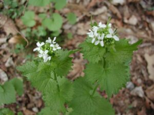 Community Event: Help Remove Invasive Garlic Mustard – May 31